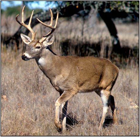 stock deer1